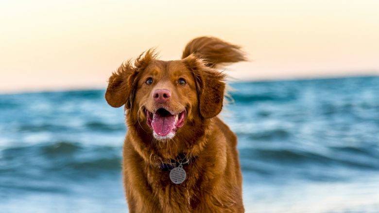 A happy dog running through the surf at the beach, with waves in the background and a clear sky above it.