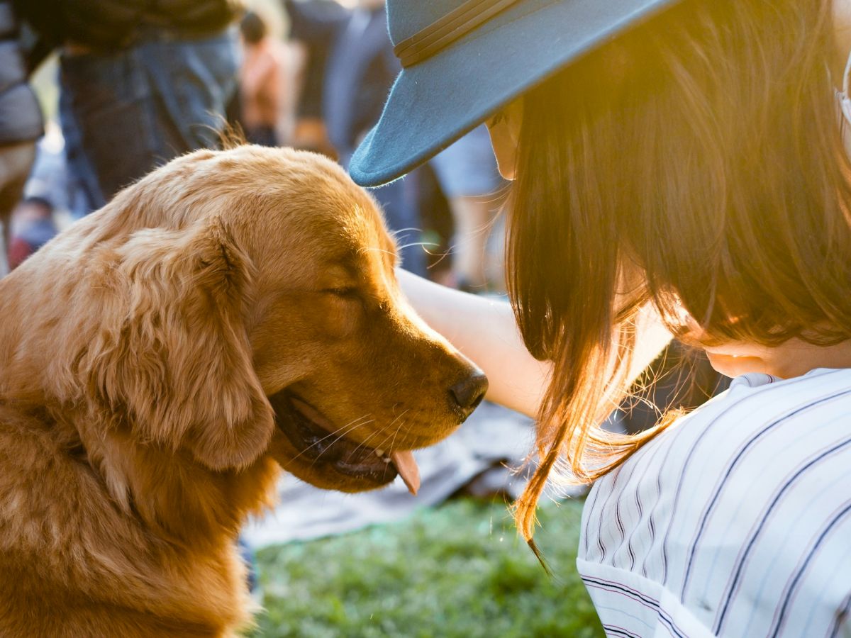 A person wearing a hat pets a golden retriever dog outdoors during a sunny day.