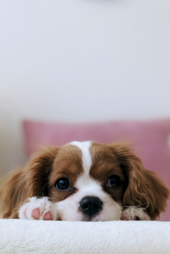 A small brown and white puppy is resting its head on a white surface, looking directly at the camera with a blurred pink pillow in the background.